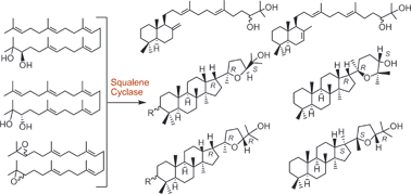 Graphical abstract: Production of epoxydammaranes by the enzymatic reactions of (3R)- and (3S)-2,3-squalene diols and those of 2,3:22,23-dioxidosqualenes with recombinant squalene cyclase and the mechanistic insight into the polycyclization reactions
