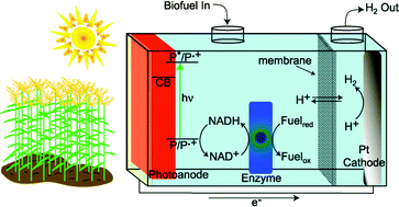 Graphical abstract: Parameters affecting the chemical work output of a hybrid photoelectrochemical biofuel cell
