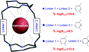Graphical abstract: Complexation of the triphosphate anion: tuning the structure of cyclen based macrotricycles with 1,3-dimethylbenzene and 2,6-dimethylpyridine linkers. A potentiometric and NMR study