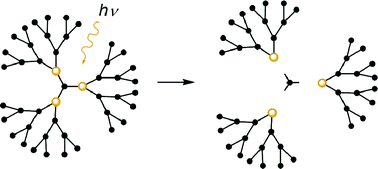 Graphical abstract: Synthesis and degradation of photolabile dendrimers based on o-nitrobenzyl ether photolabile cores