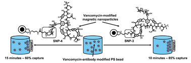 Graphical abstract: Vancomycin architecture dependence on the capture efficiency of antibody-modified microbeads by magnetic nanoparticles