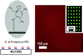 Graphical abstract: Photoreactive immobilization of 11-(2,4-dinitro-5-fluorobenzene)undecenamide on a hydrogenated silicon (100) surface for protein immobilizations