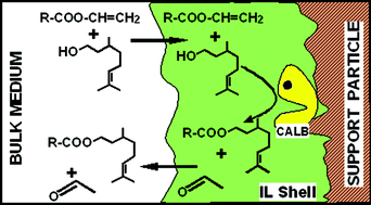 Graphical abstract: Ionic liquids improve citronellyl ester synthesis catalyzed by immobilized Candida antarctica lipase B in solvent-free media
