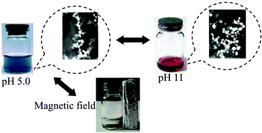 Graphical abstract: Homocysteine-protected gold-coated magnetic nanoparticles: synthesis and characterisation