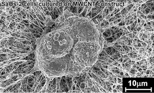 Graphical abstract: Exploring cellular behaviour with multi-walled carbon nanotube constructs