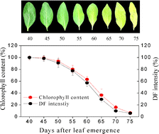 Graphical abstract: Rapid and non-invasive detection of plants senescence using a delayed fluorescence technique