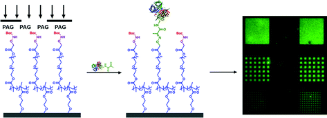 Graphical abstract: Site-specific protein immobilization through N-terminal oxime linkages