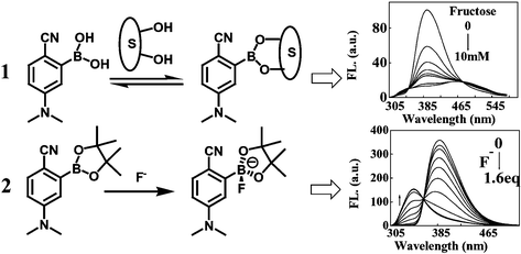 Graphical abstract: 4-(N,N-Dimethylamine)benzonitrile (DMABN) derivatives with boronic acid and boronate groups: new fluorescent sensors for saccharides and fluoride ion