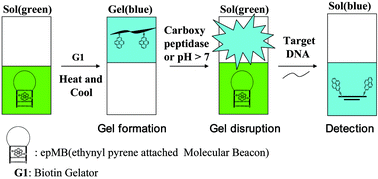 Graphical abstract: Reversible sol–gel signaling system with epMB for the study of enzyme- and pH-triggered oligonucleotide release from a biotin hydrogel
