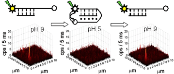 Graphical abstract: Single molecule fluorescence spectroscopy of pH sensitive oligonucleotide switches