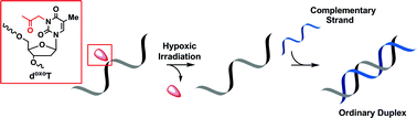 Graphical abstract: 2-Oxoalkyl caged oligonucleotides: one-electron reductive activation into emergence of ordinary hybridization property by hypoxic X-irradiation