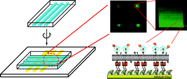 Graphical abstract: Microfluidic fabrication of addressable tethered lipid bilayer arrays and optimization using SPR with silane-derivatized nanoglassy substrates