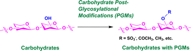 Graphical abstract: Carbohydrate post-glycosylational modifications