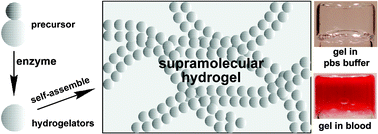 Graphical abstract: Enzymatic control of the self-assembly of small molecules: a new way to generate supramolecular hydrogels