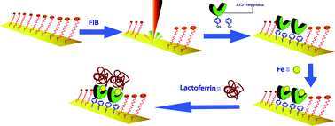 Graphical abstract: Patterning of lactoferrin using functional SAMs of iron complexes