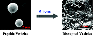 Graphical abstract: Self-assembly and potassium ion triggered disruption of peptide-based soft structures
