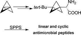 Graphical abstract: Synthesis of a chiral amino acid with bicyclo[1.1.1]pentane moiety and its incorporation into linear and cyclic antimicrobial peptides