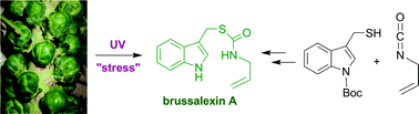 Graphical abstract: Efficient synthesis of brussalexin A, a remarkable phytoalexin from Brussels sprouts