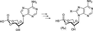 Graphical abstract: Stereoselective preparation of (RP)-8-hetaryladenosine-3′,5′-cyclic phosphorothioic acids