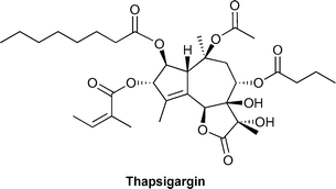 Graphical abstract: Design and total synthesis of unnatural analogues of the sub-nanomolar SERCA inhibitor thapsigargin
