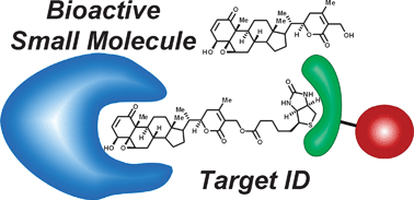 Graphical abstract: Identification of the cellular targets of bioactive small organic molecules using affinity reagents