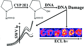 Graphical abstract: Genotoxicity screening for N-nitroso compounds. Electrochemical and electrochemiluminescent detection of human enzyme-generated DNA damage from N-nitrosopyrrolidine