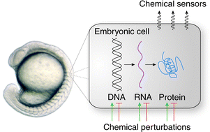 Graphical abstract: Chemical technologies for probing embryonic development