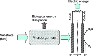 Graphical abstract: Anodic electron transfer mechanisms in microbial fuel cells and their energy efficiency