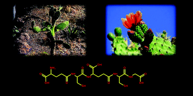 Graphical abstract: Analysis of phytochelatins in nopal (Opuntia ficus): a metallomics approach in the soil–plant system