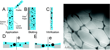 Graphical abstract: Elucidating the assembled structure of amphiphiles in solution via cryogenic transmission electron microscopy