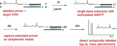 Graphical abstract: Rapid mass spectrometric identification of human genomic polymorphisms using multiplexed photocleavable mass-tagged probes and solid phase capture