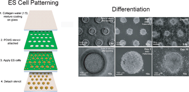 Graphical abstract: Microfabrication-based modulation of embryonic stem cell differentiation
