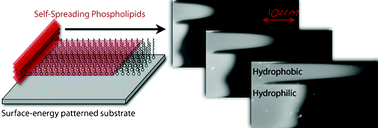 Graphical abstract: Surface-energy dependent spreading of lipid monolayers and bilayers