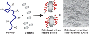 Graphical abstract: Synthetic polymers for capture and detection of microorganisms
