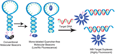 Graphical abstract: Quencher-free molecular beacons: a new strategy in fluorescence based nucleic acid analysis