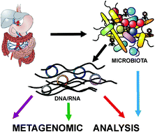 Graphical abstract: Accessing the mobile metagenome of the human gut microbiota
