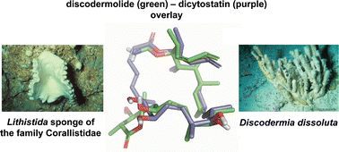 Graphical abstract: Development of practical syntheses of the marine anticancer agents discodermolide and dictyostatin