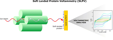 Graphical abstract: Soft landed protein voltammetry