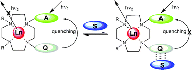 Graphical abstract: Synthesis of asymmetrically substituted cyclen-based ligands for the controlled sensitisation of lanthanides