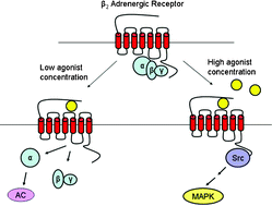 Graphical abstract: When a G protein-coupled receptor does not couple to a G protein