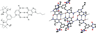 Graphical abstract: Cytosine–guanine base pairing in a hydrogen-bonded complex of stable open-shell molecules with S = 1 spins
