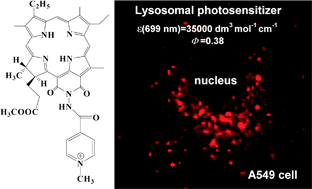 Graphical abstract: 13,15-N-Cycloimide derivatives of chlorin p6 with isonicotinyl substituent are photosensitizers targeted to lysosomes