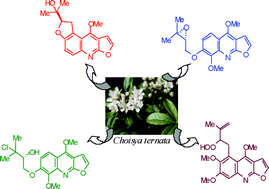 Graphical abstract: Synthesis, structure and stereochemistry of quinoline alkaloids from Choisya ternata