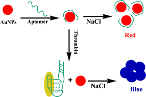 Graphical abstract: Simple and sensitive aptamer-based colorimetric sensing of protein using unmodified gold nanoparticle probes