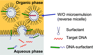Graphical abstract: Sequence-selective extraction of single-stranded DNA using DNA-functionalized reverse micelles