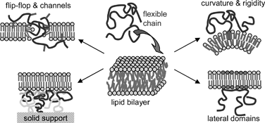 Graphical abstract: Flexible macromolecules attached to lipid bilayers: impact on fluidity, curvature, permeability and stability of the membranes