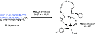 Graphical abstract: Maturation of McjA precursor peptide into active microcin MccJ25