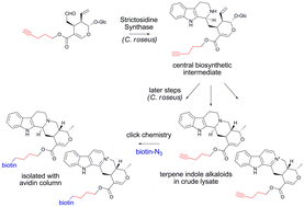 Graphical abstract: Chemoselective derivatization of alkaloids in periwinkle