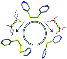 Graphical abstract: Predictable and unpredictable reactions between 4,4′-dipyridyldisulfide and phosphonodithioato/dithiophosphato NiII complexes: novel coordination polymers and the unique example of 4,4′-dipyridyltrisulfide