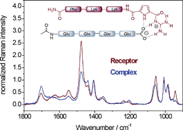 Graphical abstract: UV resonance Raman spectroscopic monitoring of supramolecular complex formation: peptide recognition in aqueous solution